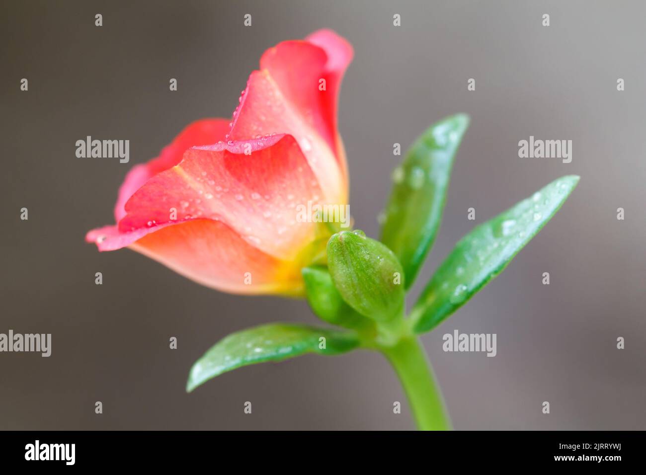 Fiore isolato con gocce d'acqua Foto Stock
