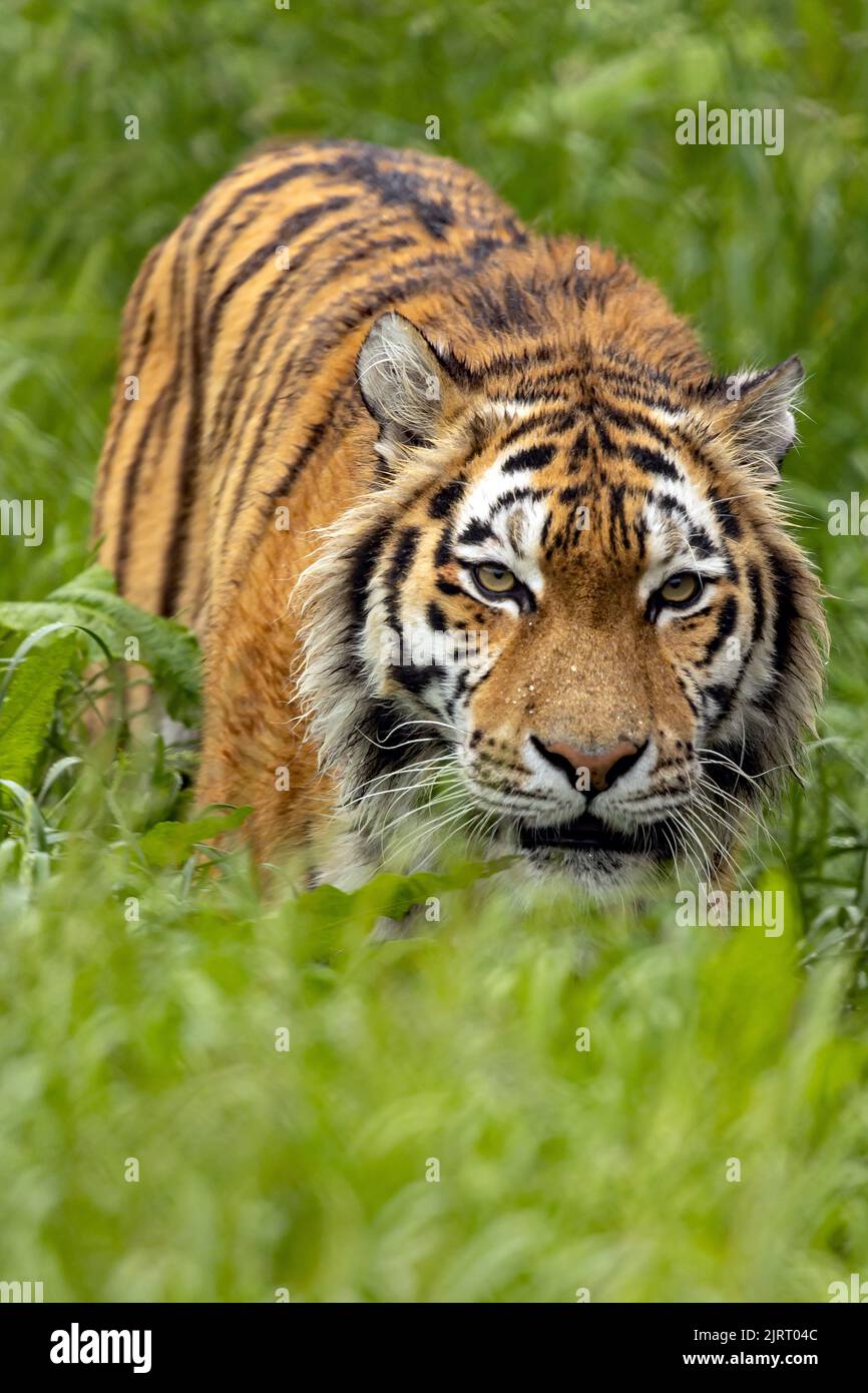 Uno scatto verticale di una tigre di amur che guarda nella telecamera Foto Stock