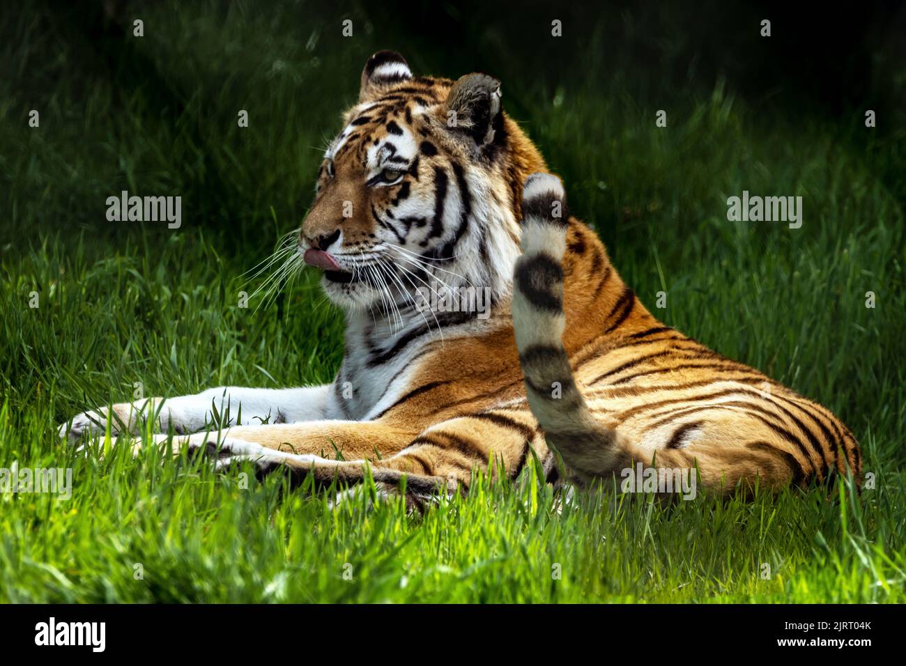 Un primo piano di una tigre amur sdraiata sull'erba Foto Stock