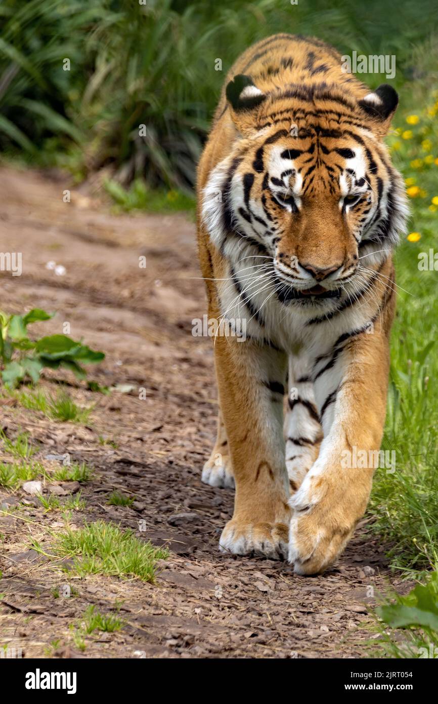 Uno scatto verticale di una tigre di amur che guarda nella telecamera Foto Stock