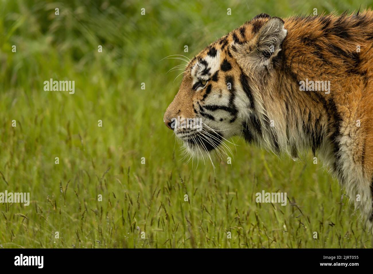 Un primo piano di una tigre di amur che guarda nella telecamera Foto Stock