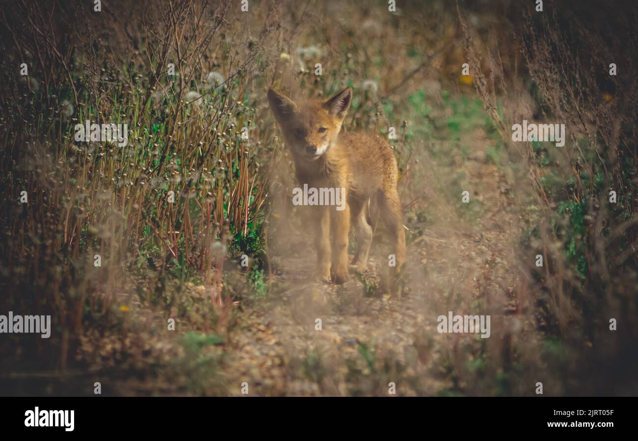 cucciolo di mix di coyote husky