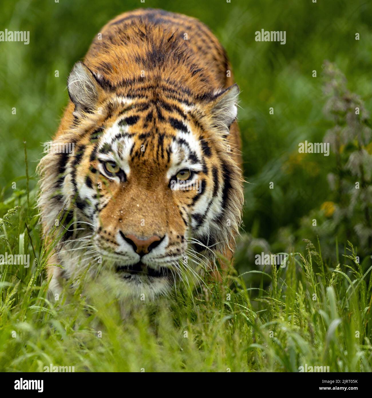 Un primo piano di una tigre di amur che guarda nella telecamera Foto Stock