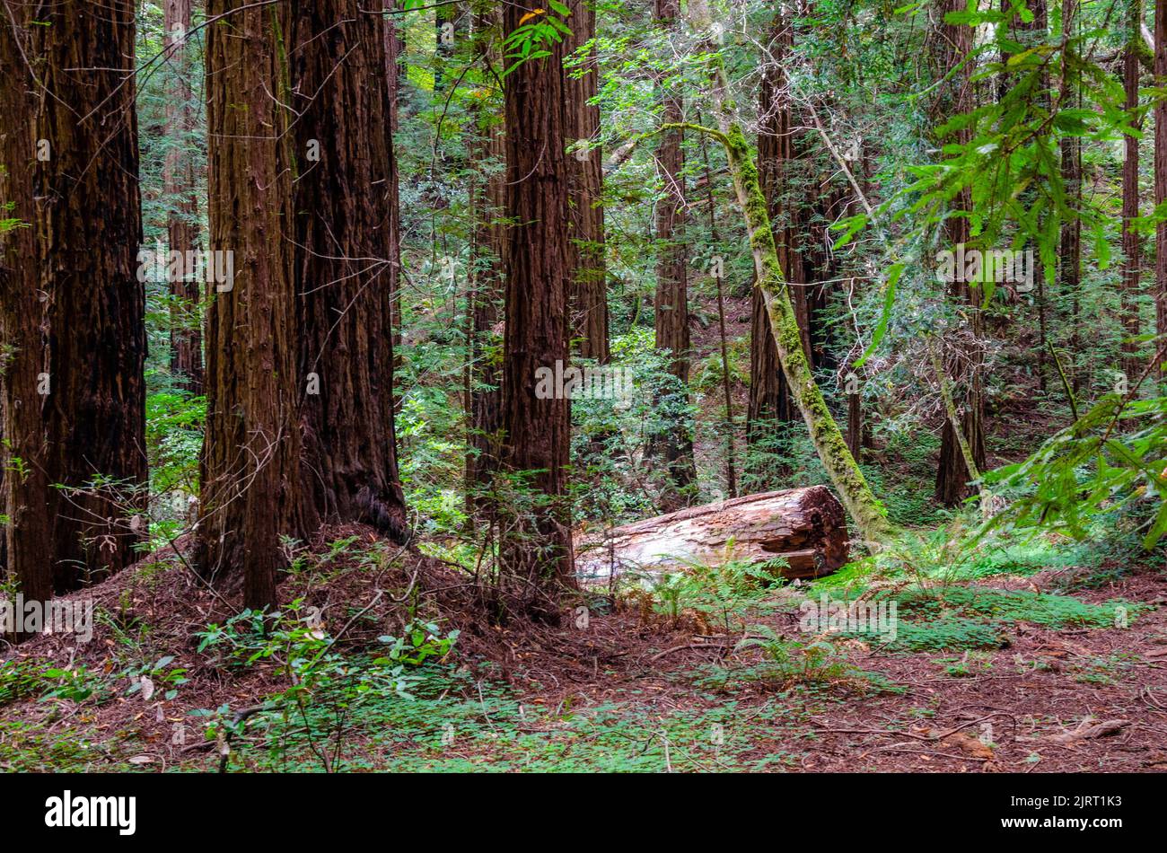 Un ceppo forma un albero caduto in una sequoia di sequoia boschiva in Muir Woods nella contea di Marin, California, Stati Uniti Foto Stock