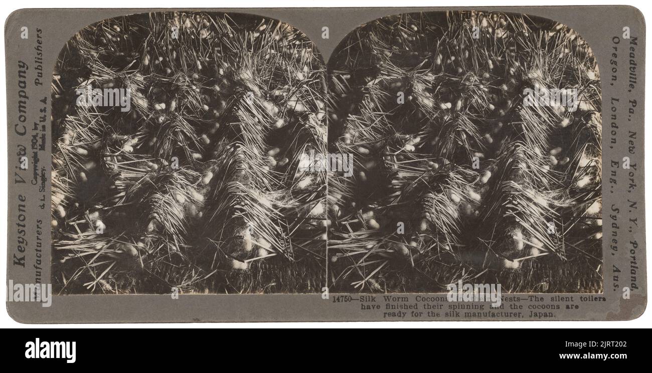 Bozzoli di Silk Worm nei loro nidi - i silent toilers hanno finito la filatura e i bozzoli sono pronti per il produttore di seta, Giappone, 1904, Kiryu, di Keystone View Company. Foto Stock
