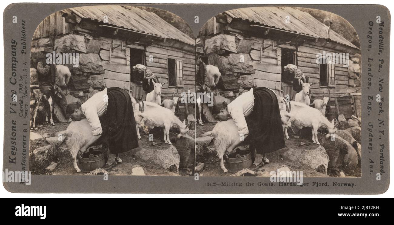 Mungendo le capre, Hardanger Fjord, Norvegia, 1903, Norvegia, Di Keystone View Company. Foto Stock