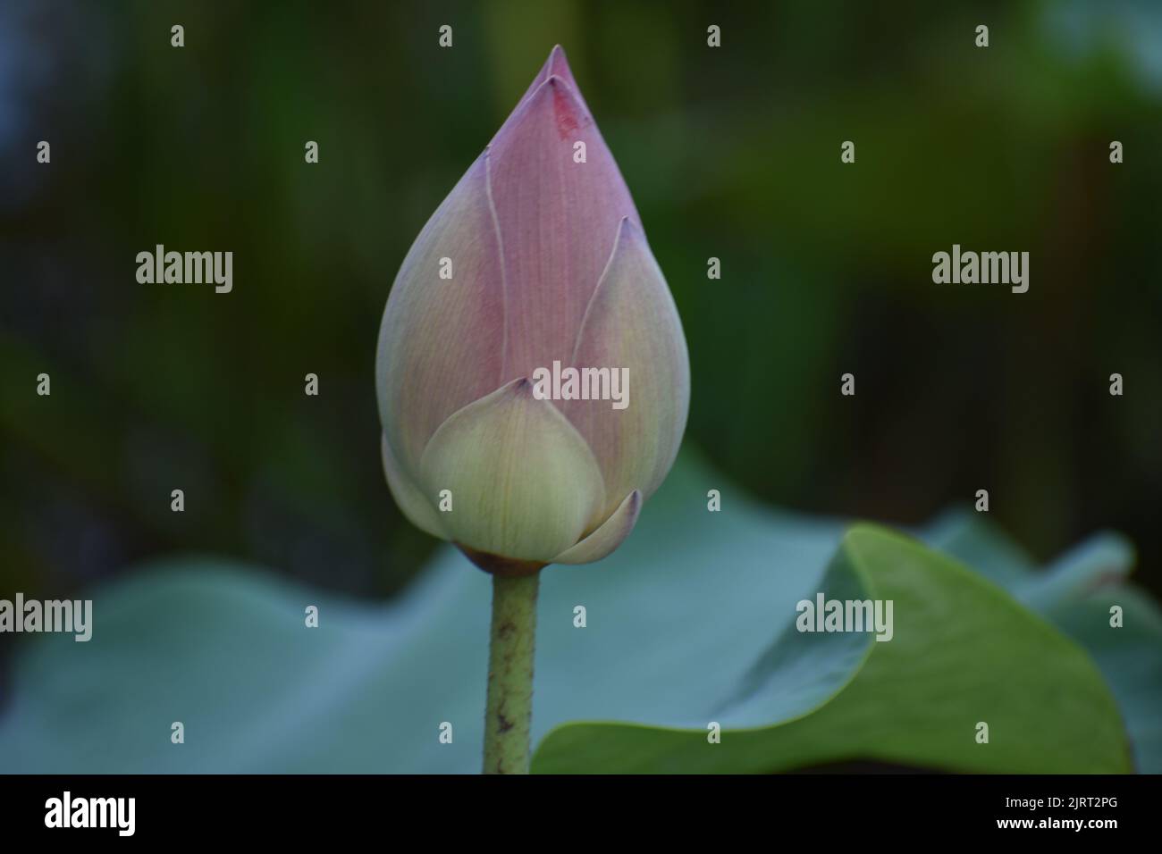 Un bocciolo di fiori di loto rosso (Nelumbo nucifera) sullo sfondo di una foglia verde. Foto Stock