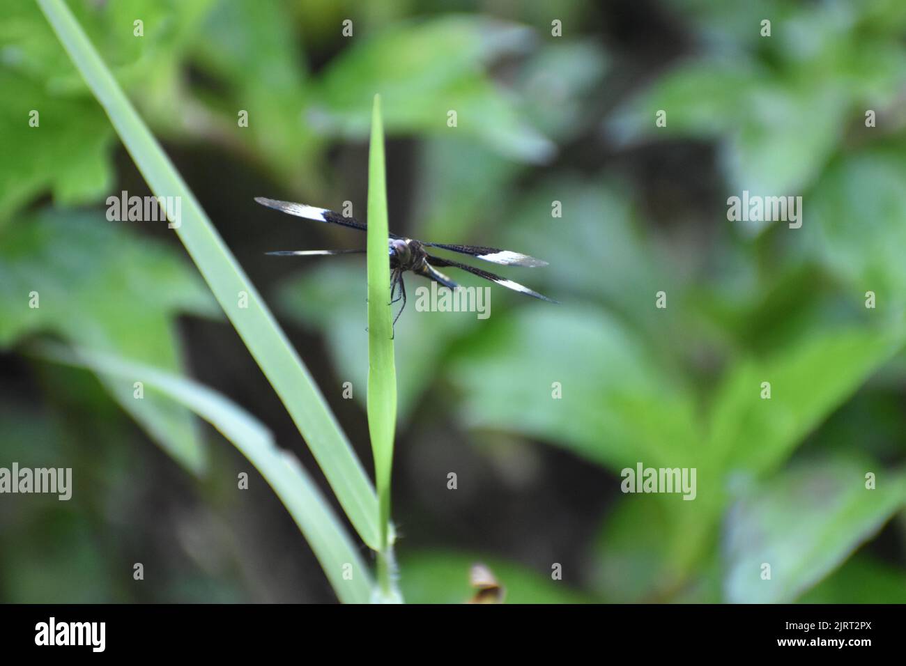 Una libellula skimmer di risone pied (Neurothemis tullia) seduta su una pianta Foto Stock