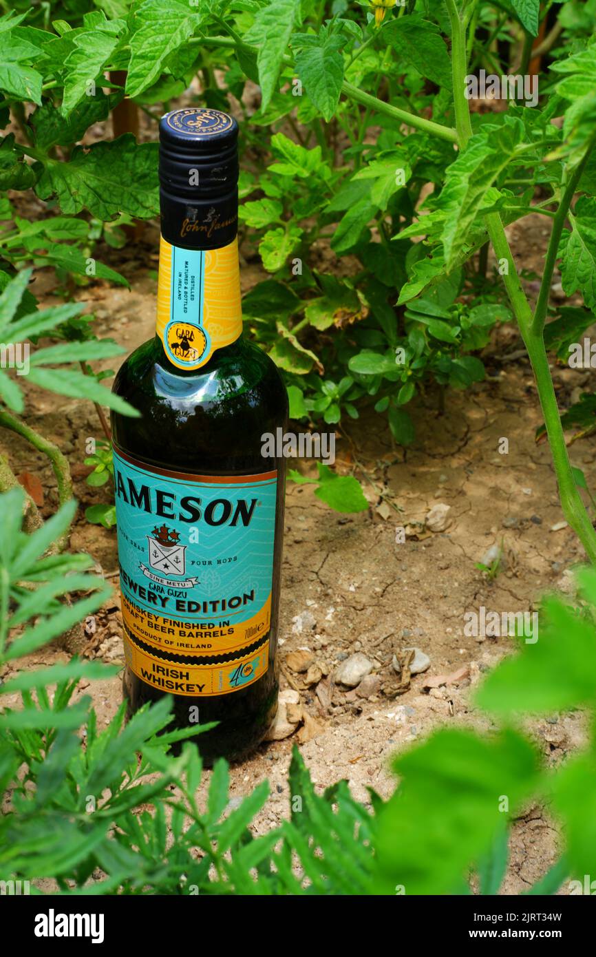 Bottiglia di whiskey irlandese John Jameson gara Guzu edizione speciale all'interno di piante a terra Foto Stock