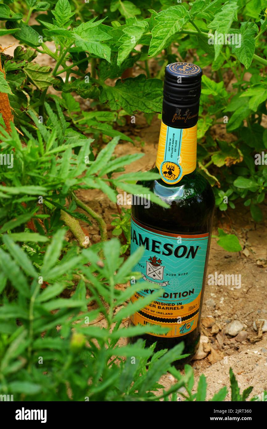Bottiglia di whiskey irlandese John Jameson gara Guzu edizione speciale all'interno di piante a terra Foto Stock