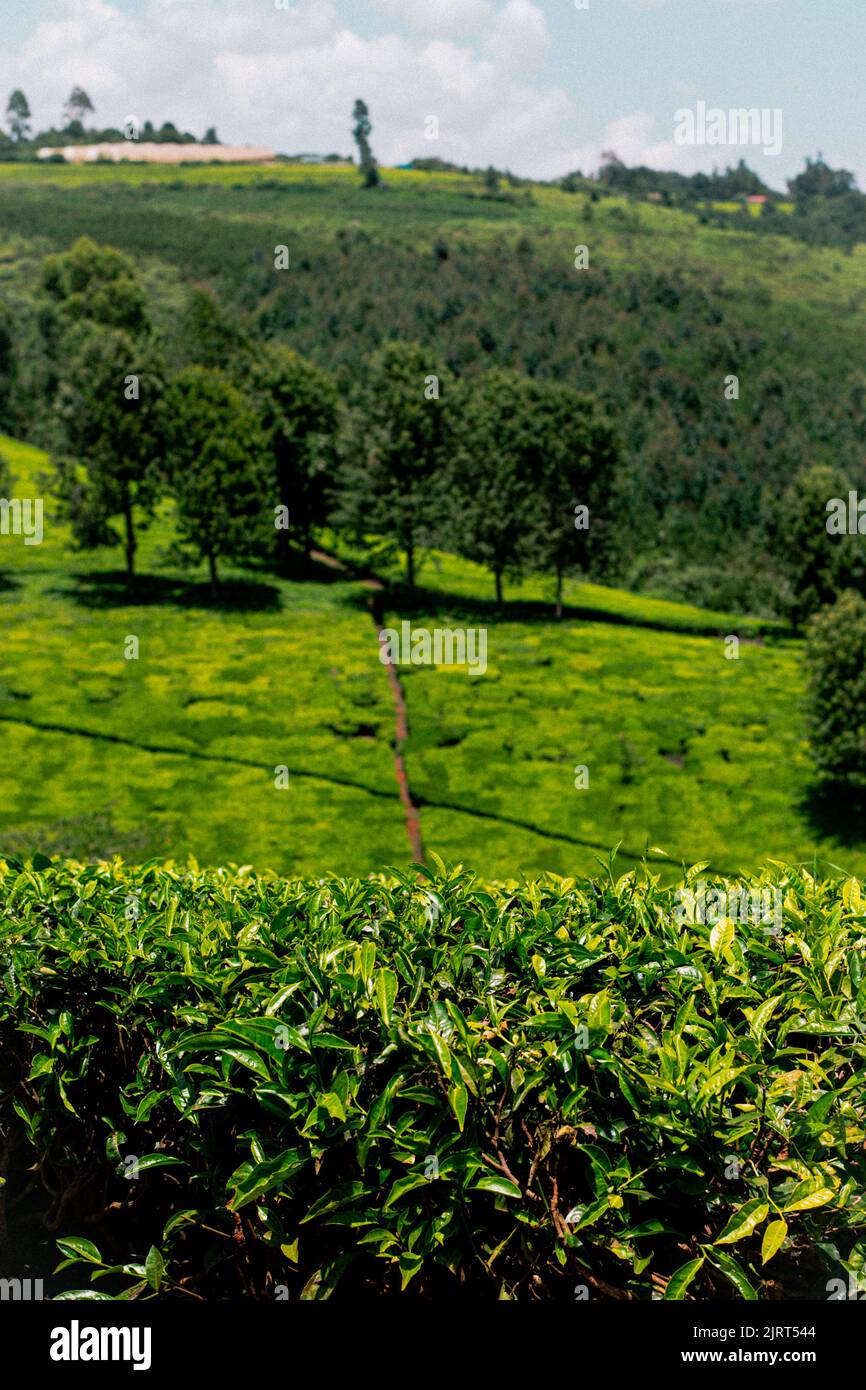Foto Tea fattoria verde sulla campagna in Kenya Foto Stock