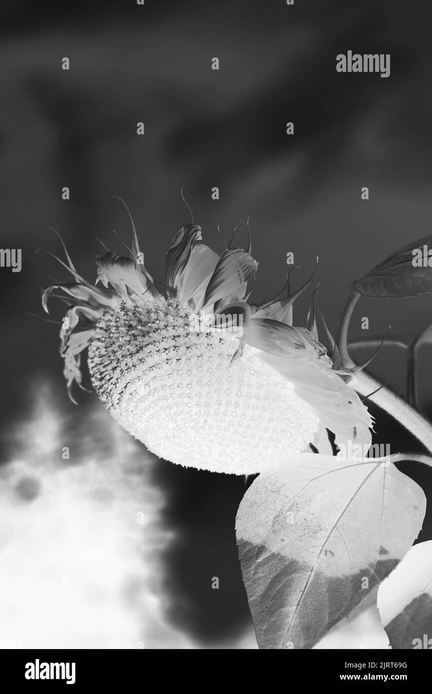 PELLICOLA SOSTITUTIVA PER TUNNEL DA GIARDINO IN PLASTICA 6x3x2m UV-4 - Foto 3