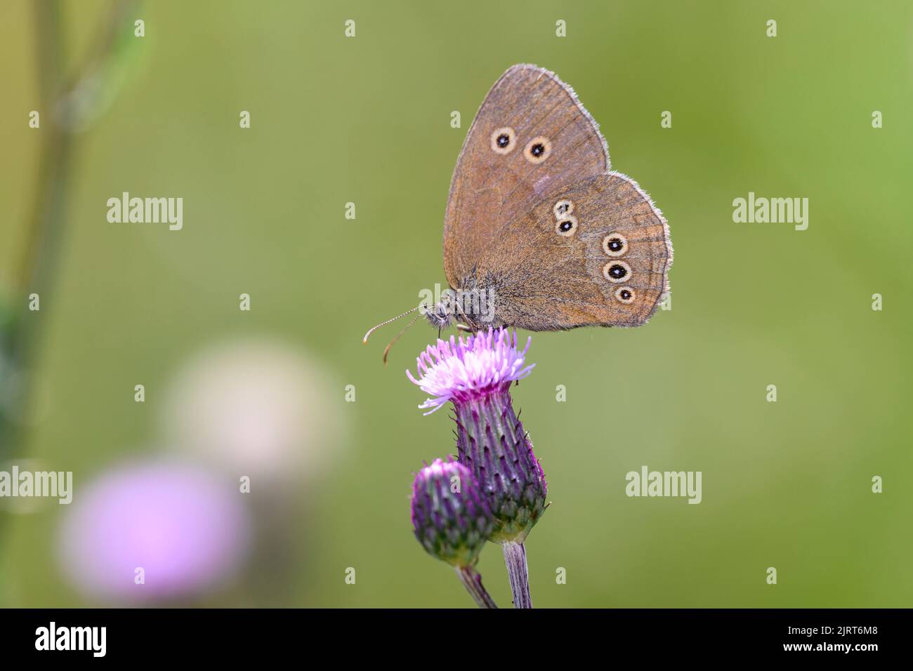 La farfalla del boccale - Aphantopus hyperantus che riposa sul Cirsium arvense il cardo strisciante o il cardo di campo Foto Stock