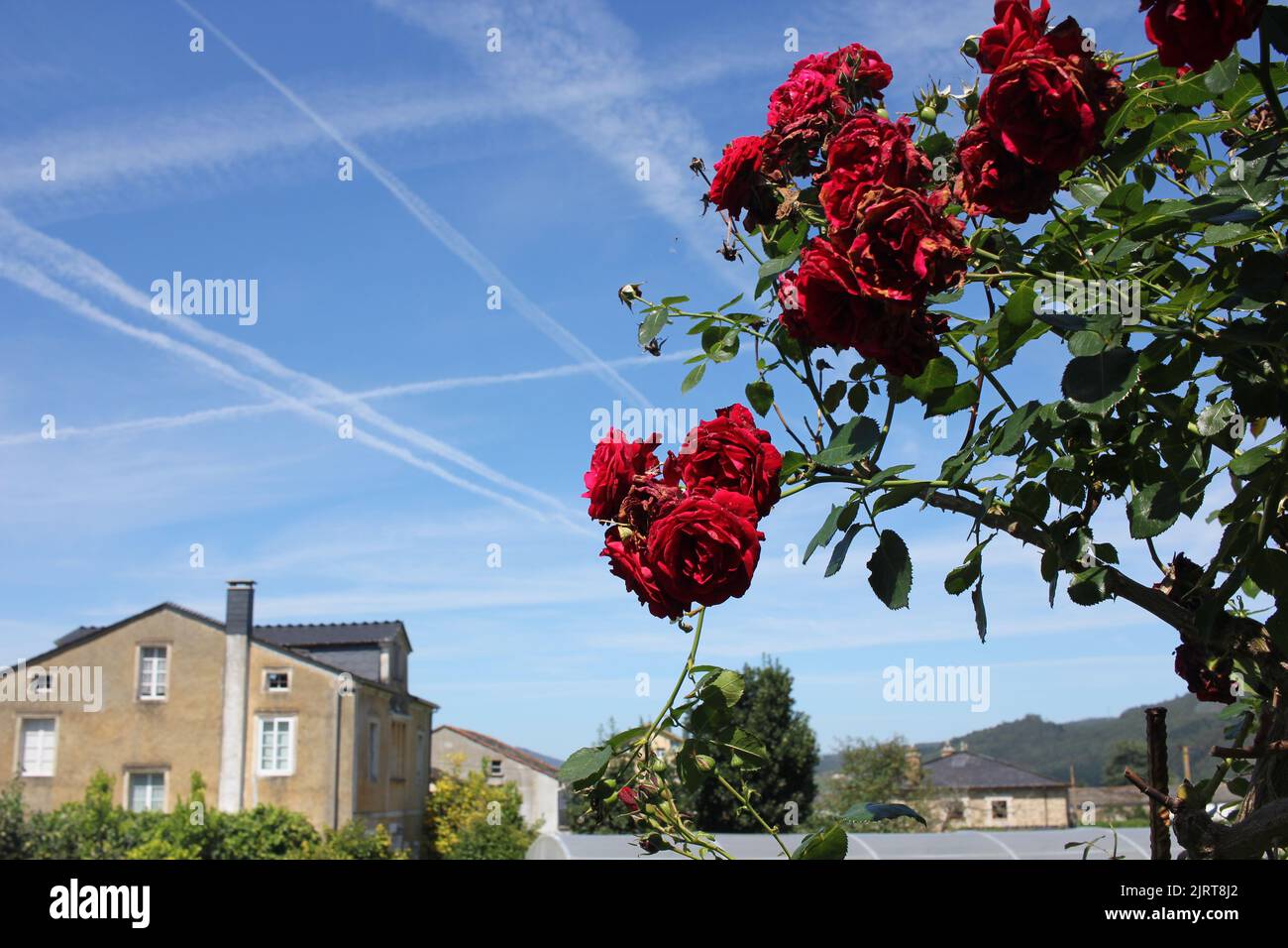 scie chimiche e rose in un cielo blu estivo Foto Stock