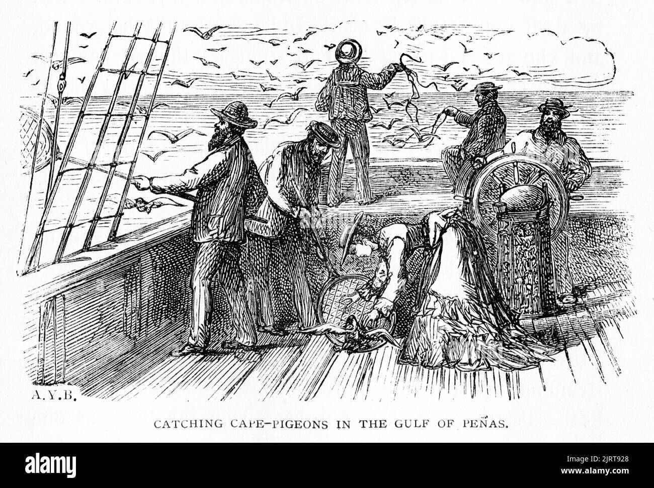 Incisione dell'equipaggio del Sunbeam che cattura i piccioni del capo nel Golfo di Penas, a sud della penisola di Taitao, Cile, da Un viaggio nel Sunbeam della baronessa Anna 'Annie' Brassey (1839 – 1887), pubblicata nel 1878 Foto Stock