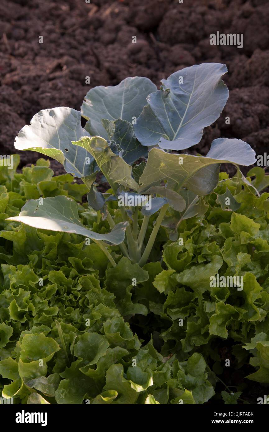 Contenitore coltivato tagliare e tornare lattuga piantato in e intorno ad una pianta di broccoli Ironman. Foto Stock