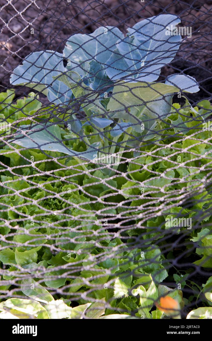 Lattuga coltivata in contenitore piantata in e intorno ad una pianta di broccoli di Ironman, risparmiando spazio e proteggendo il raccolto con la rete nella macchia di veg. Foto Stock