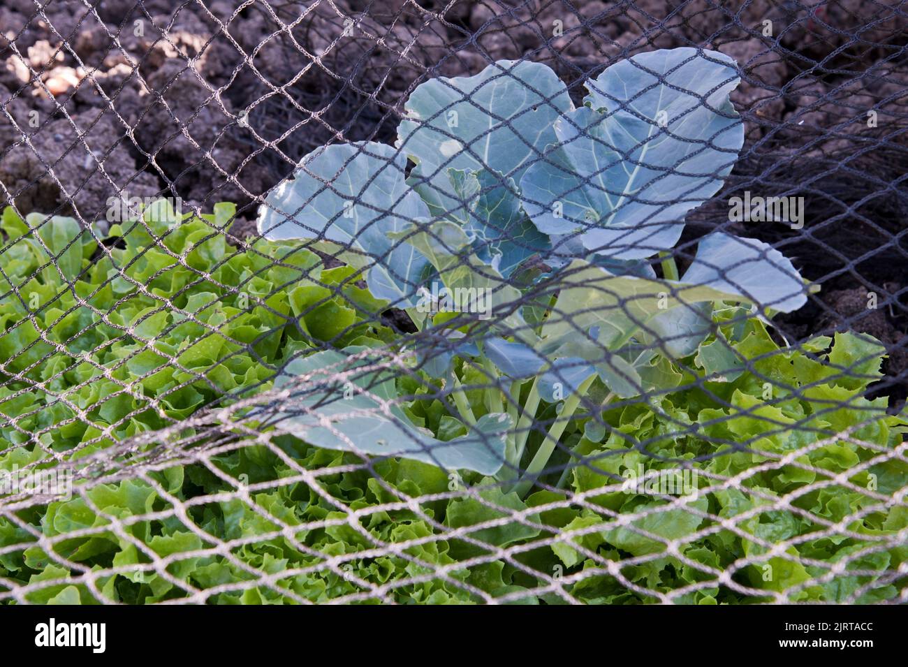 Lattuga coltivata in contenitore piantata in e intorno ad una pianta di broccoli di Ironman, risparmiando spazio e proteggendo il raccolto con la rete nella macchia di veg. Foto Stock