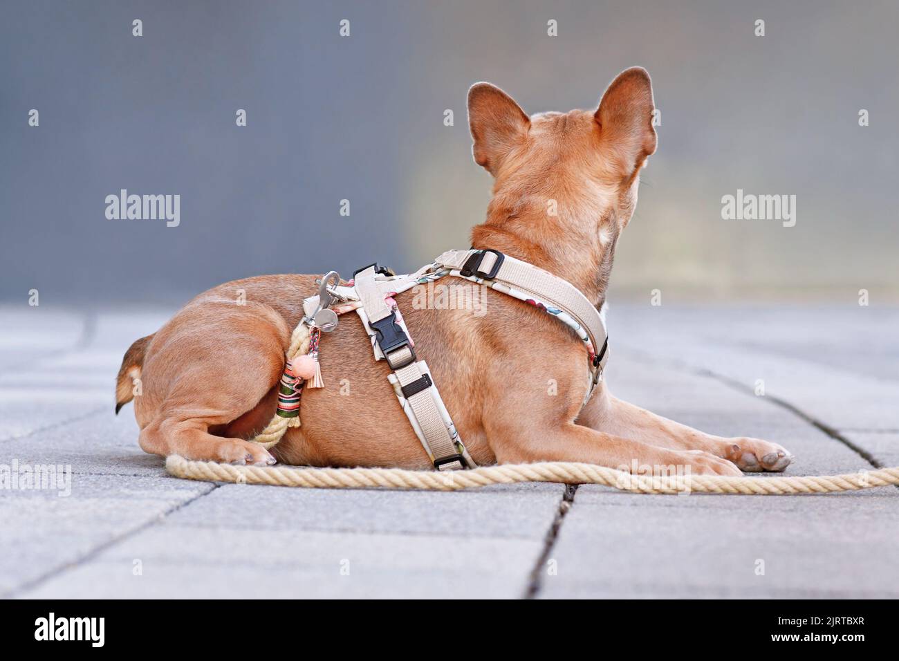 Vista posteriore del Bulldog francese con imbracatura per cani con guinzaglio di corda di fronte alla parete grigia Foto Stock