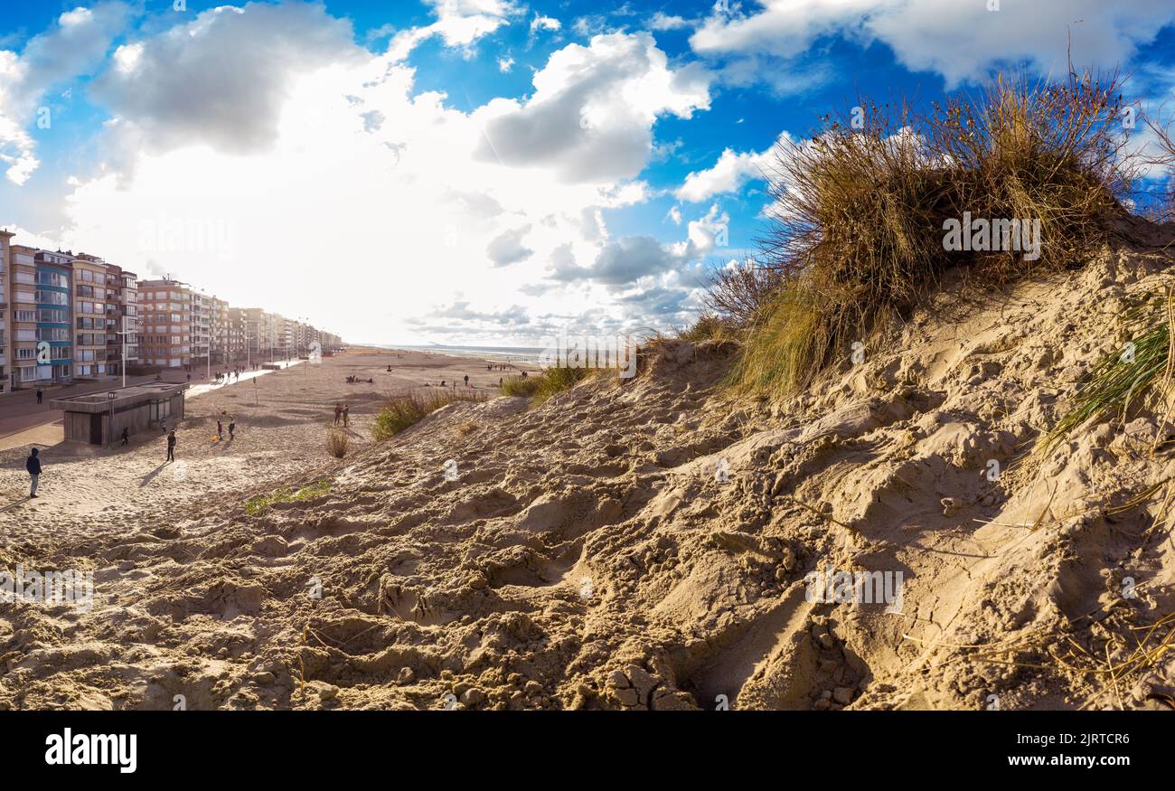 Vista panoramica da una duna con erba di sawgrass sulla spiaggia di Koksijde sulla costa belga in calda luce autunnale Foto Stock