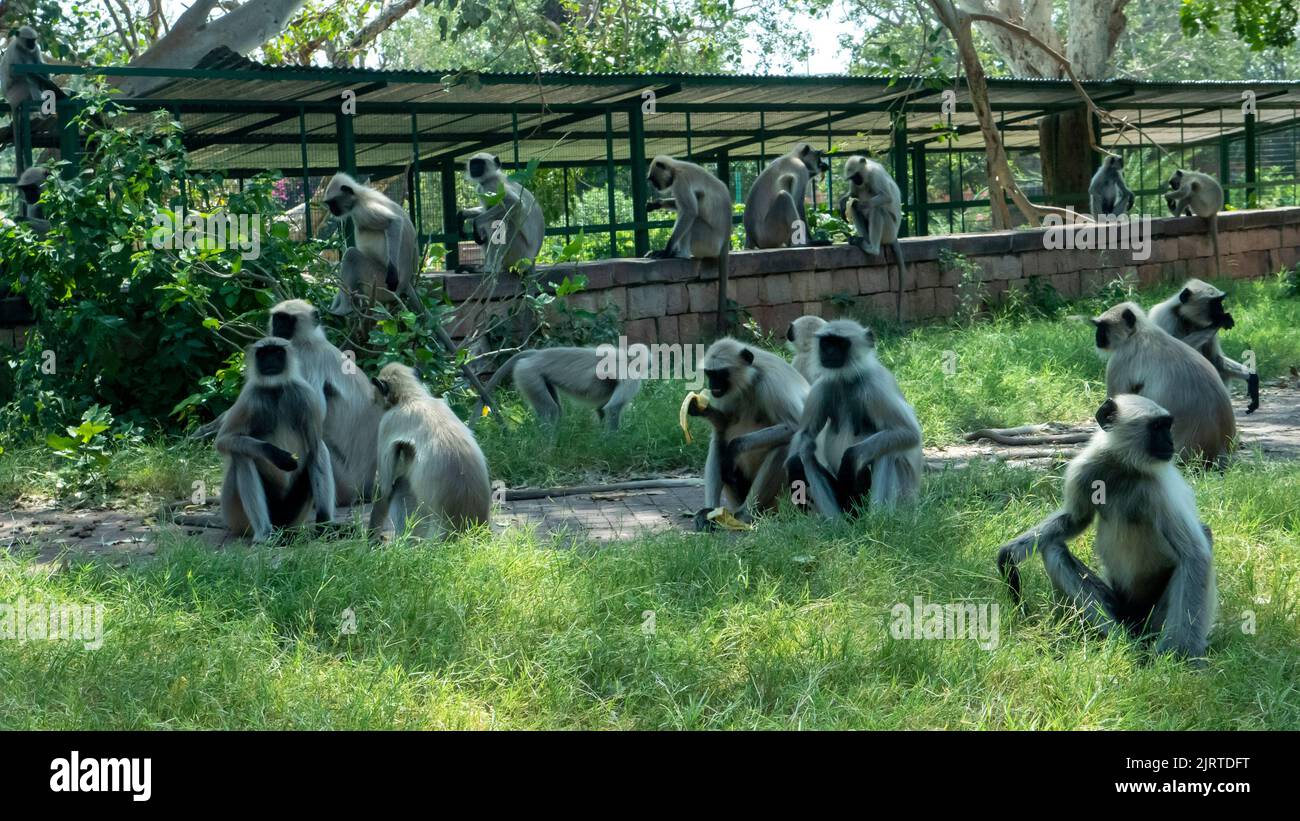 Scimmie grigie Langur in india seduti in un parco giardino. Foto Stock