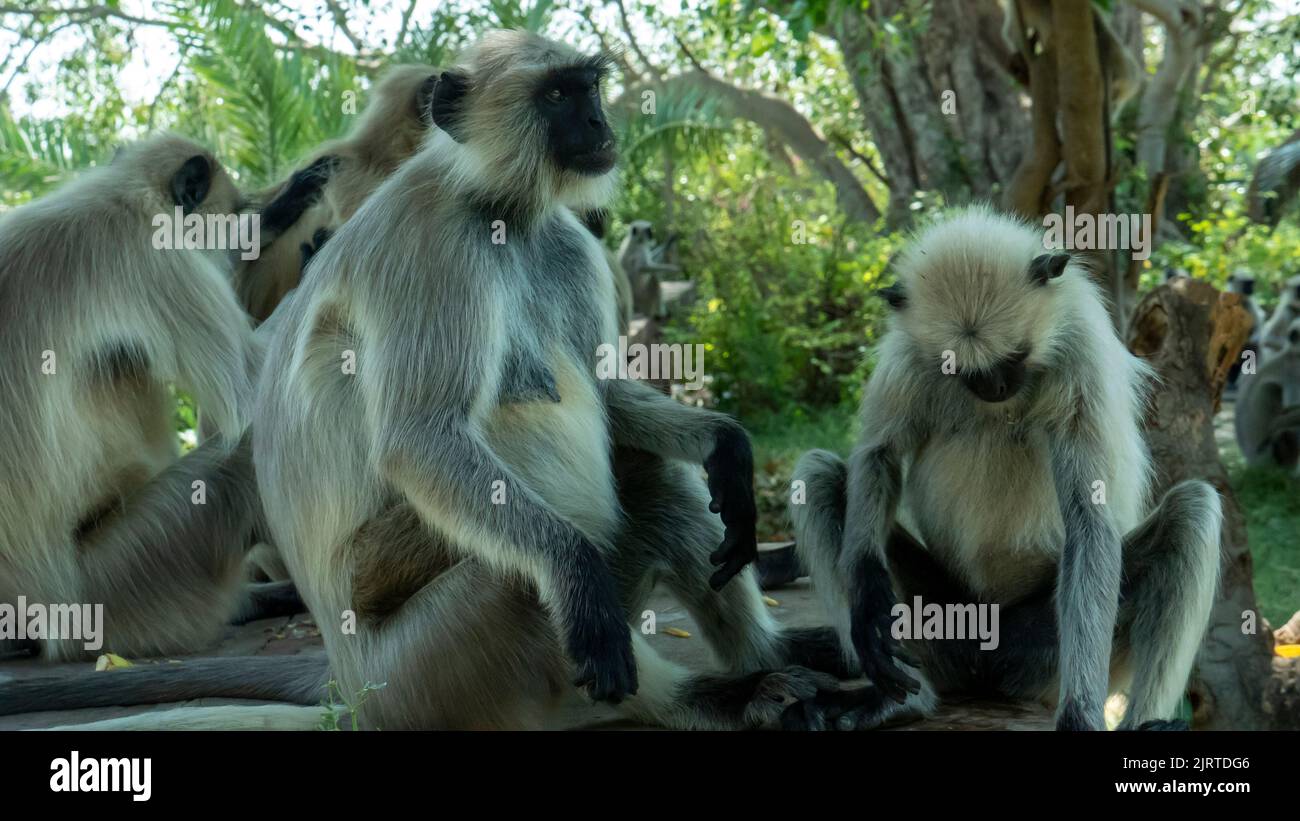 Scimmie grigie Langur in india seduti in un parco giardino. Foto Stock