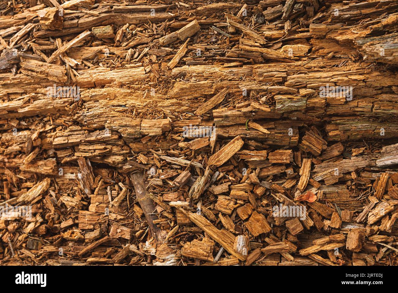Legno marciume, consistenza del vecchio legno rovinato Foto Stock