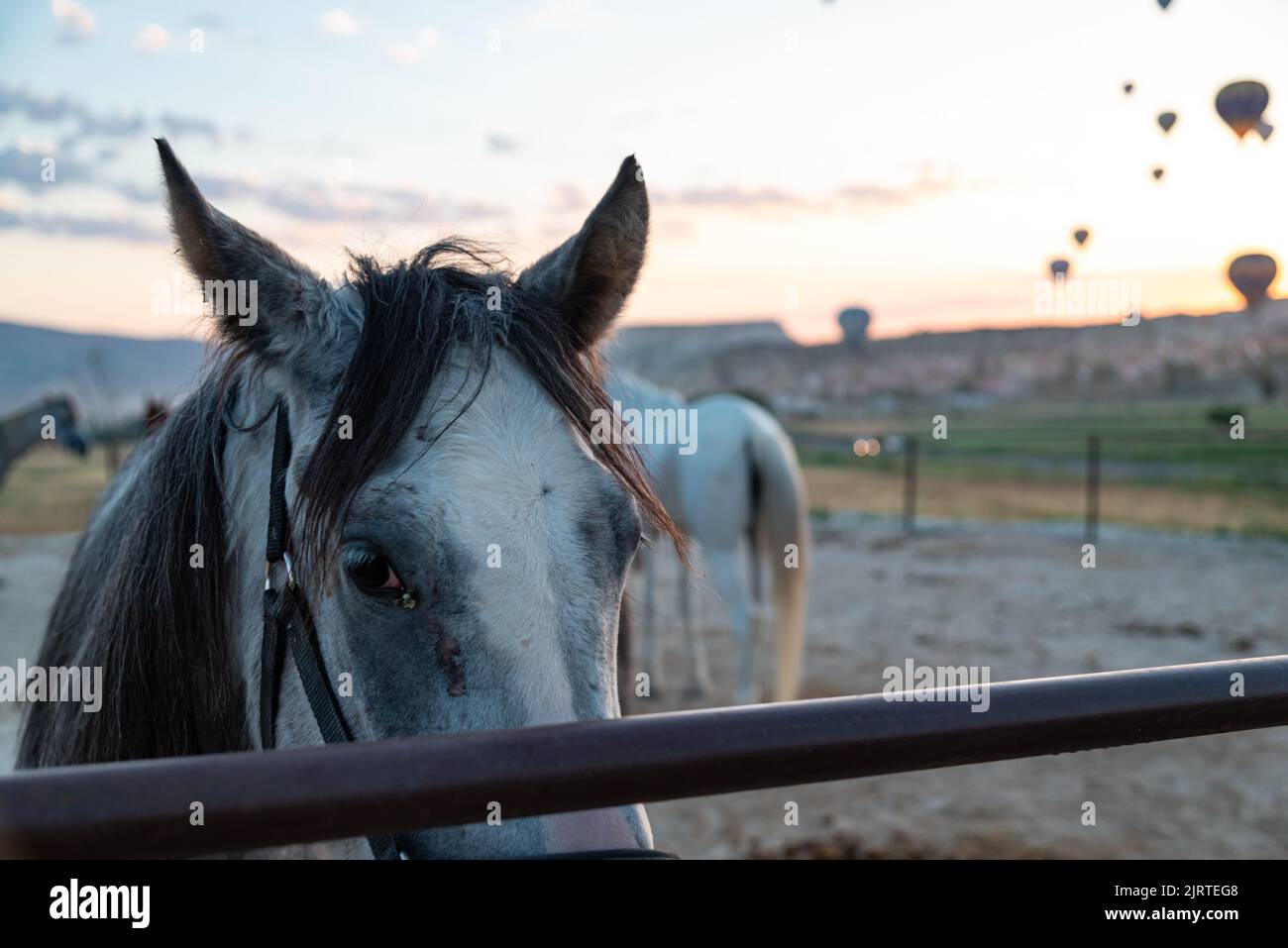 Ritratto di un triste cavallo all'alba con palloncini galleggianti sullo sfondo in Cappadocia, Turchia Foto Stock