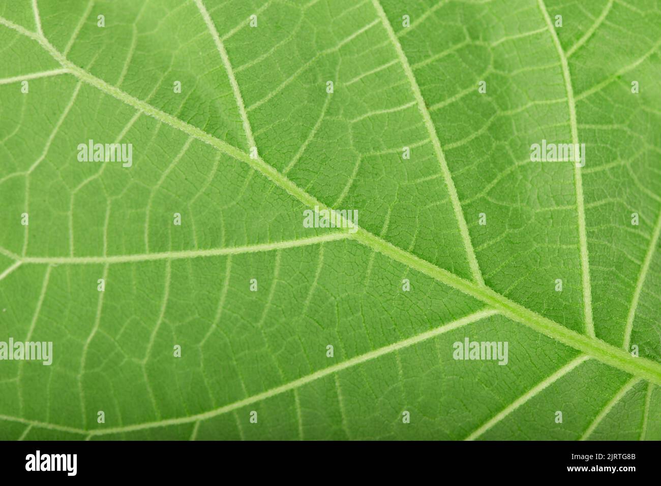 natura. verde foglia di tiglio sfondo Foto Stock
