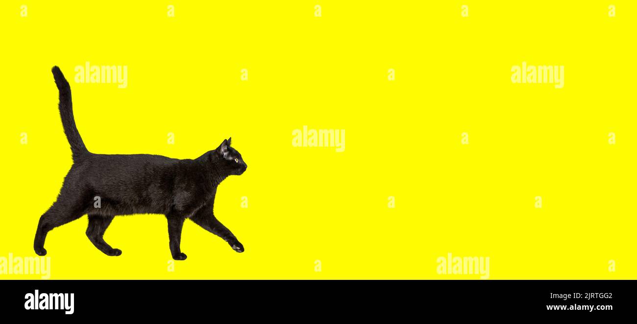 Gatto nero che cammina su uno sfondo giallo Foto Stock