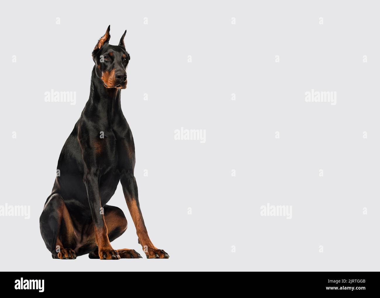 Doberman Pinscher cane seduto orecchie tagliate su sfondo grigio Foto Stock