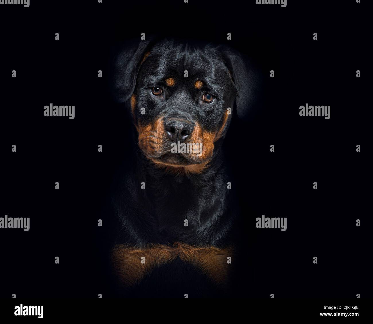 Ritratto di un giovane Rottweiler nero e marrone su sfondo nero Foto Stock