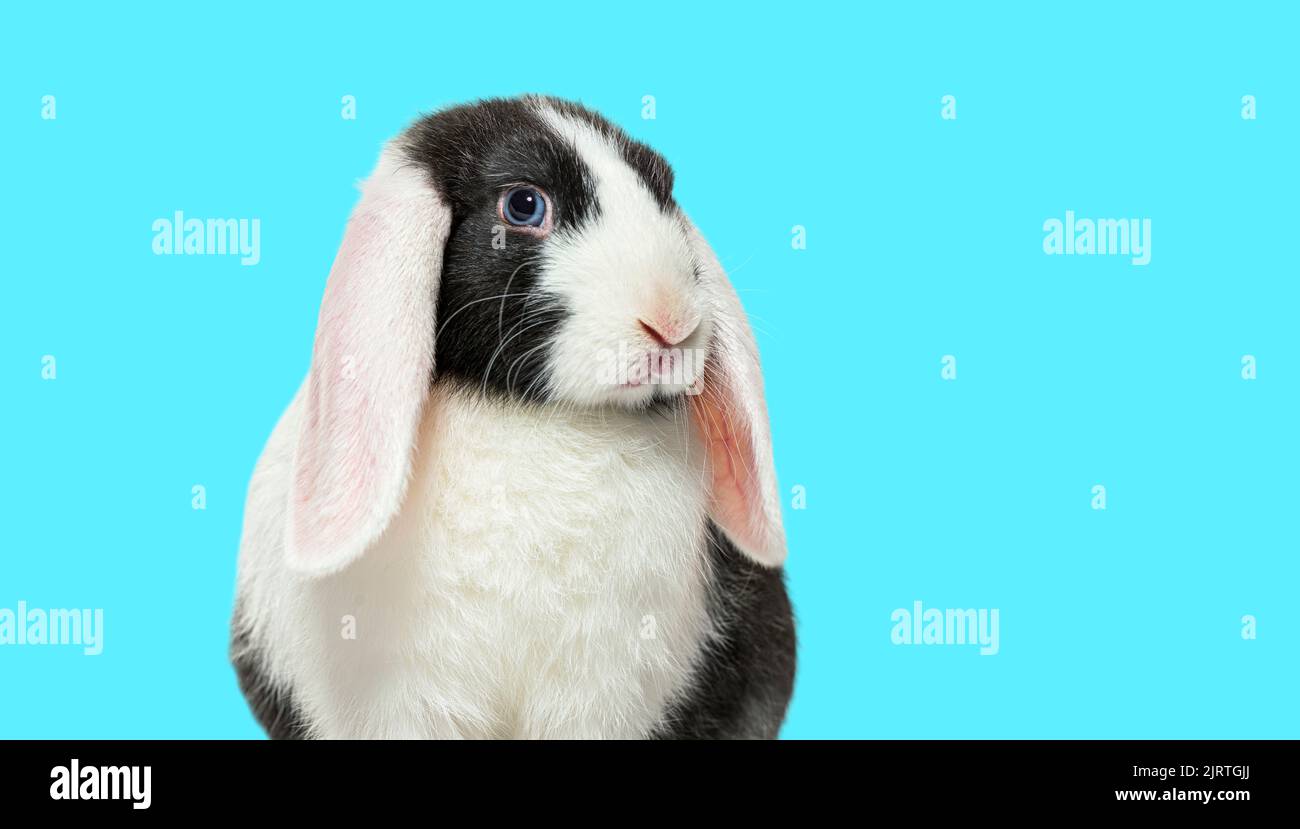 Colpo di testa di coniglio nero e bianco lop occhio blu su uno sfondo blu Foto Stock