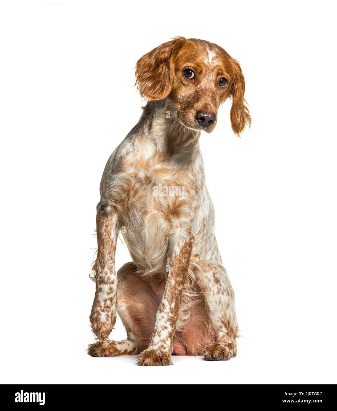 Cane Brittany seduto di fronte a uno sfondo bianco Foto Stock