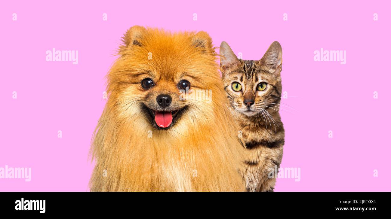 Gatto bengala marrone e cane pomerano rosso ansimare con felice espressione insieme su sfondo rosa, banner incorniciato guardando la macchina fotografica Foto Stock