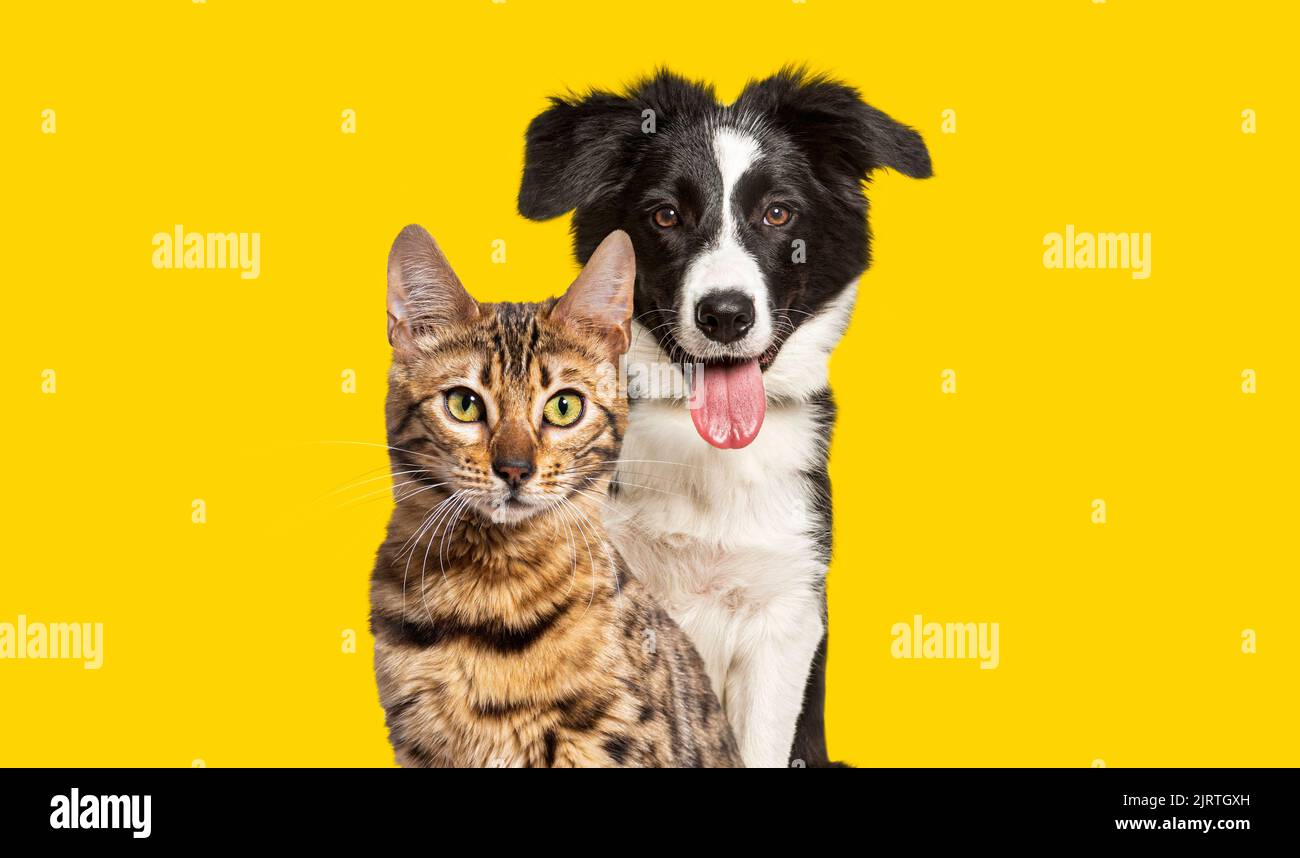 Marrone gatto bengala e un cane colllie bordo che ansimano con felice espressione insieme su sfondo giallo, guardando la macchina fotografica Foto Stock