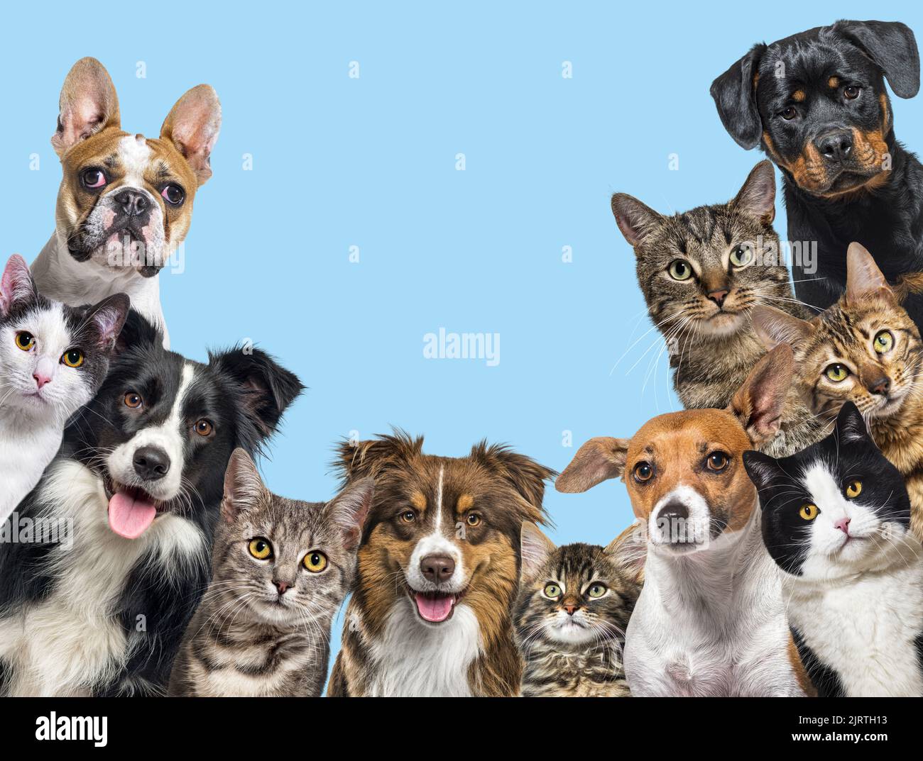 Grande gruppo di cani e gatti che guardano la telecamera su sfondo blu Foto Stock
