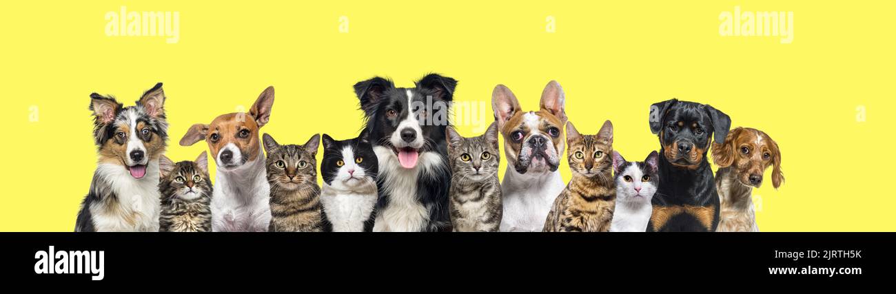 Grande gruppo di cani e gatti che guardano la telecamera su sfondo giallo Foto Stock