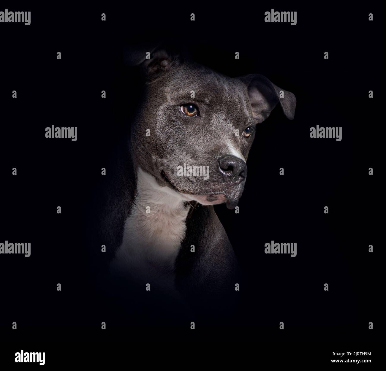 American Staffordshire Terrier cane guardando via su sfondo nero Foto Stock