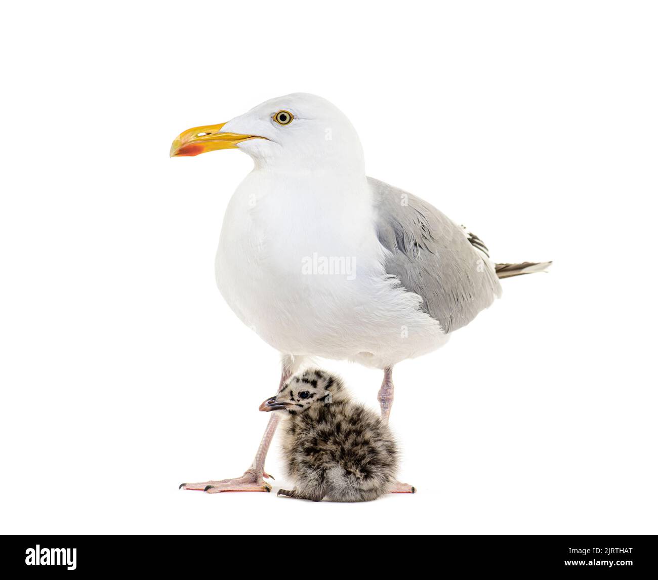 Madre e ventiquattro ore di pulcino, gabbiano di aringa europeo, Larus argentatus, isolato su bianco Foto Stock