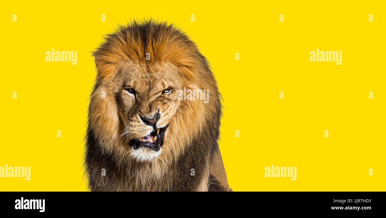 Lion tira un volto, guarda la fotocamera e mostra i denti su sfondo dorato Foto Stock
