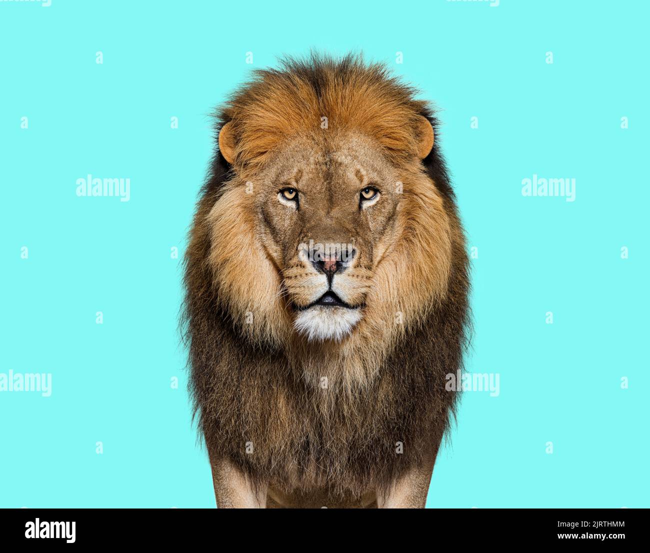 Ritratto di un leone adulto maschio che guarda la telecamera, Panthera leo su sfondo blu Foto Stock