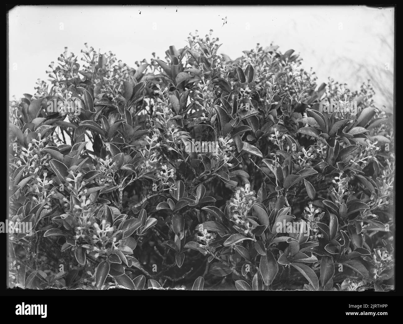 Ascesa botanica del Monte Waiopehu : 6 febbraio 1928-7 febbraio 1928, 06 febbraio 1928-07 febbraio 1928, di Leslie Adkin. Dono della tenuta di famiglia G. L. Adkin, 1964. Foto Stock