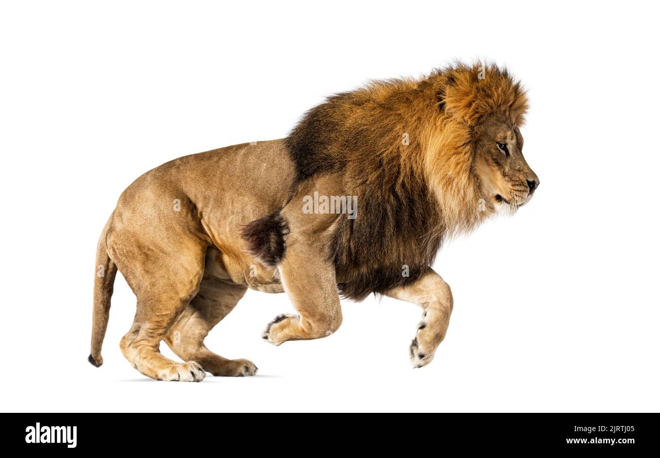 Vista laterale di un leone che salta, , isolato su bianco Foto Stock