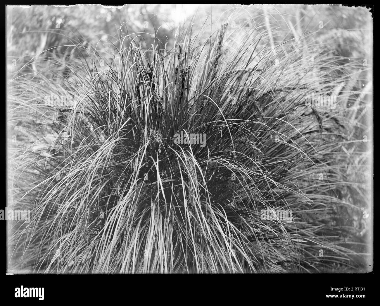 Ascesa botanica del Monte Waiopehu : 6 febbraio 1928-7 febbraio 1928, 06 febbraio 1928-07 febbraio 1928, di Leslie Adkin. Dono della tenuta di famiglia G. L. Adkin, 1964. Foto Stock
