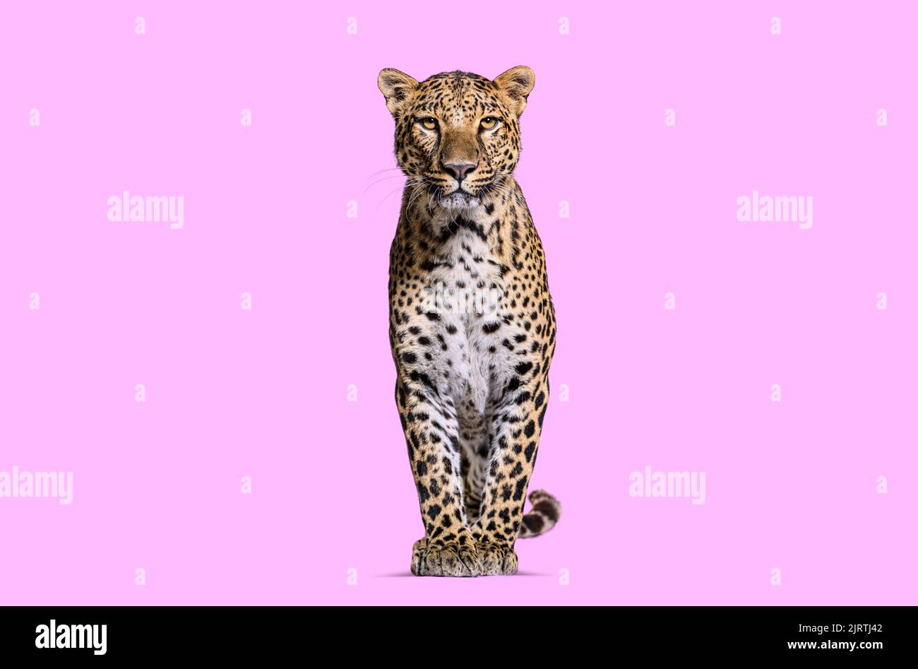 leopardo macchiato in piedi davanti e rivolto verso la fotocamera su uno sfondo rosa Foto Stock