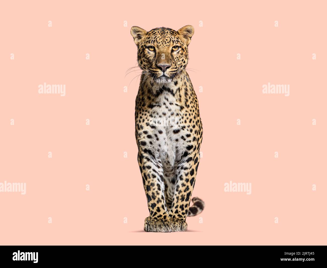 leopardo macchiato in piedi davanti e rivolto verso la fotocamera su uno sfondo arancione Foto Stock