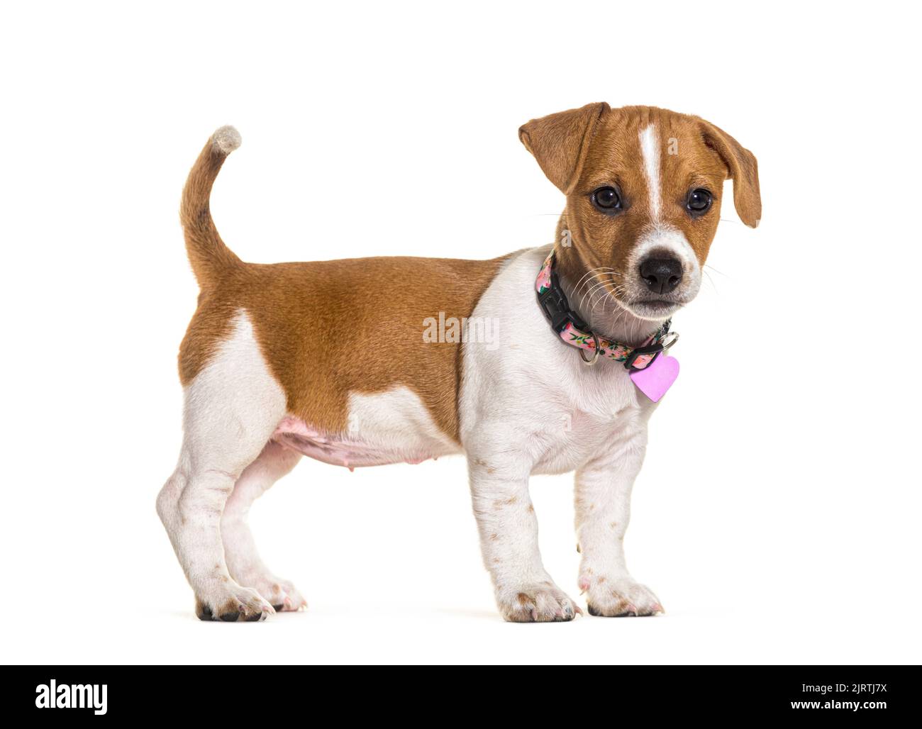 Puppy jack russel terrier indossare una medaglia di cuore rosa, isolato su bianco Foto Stock