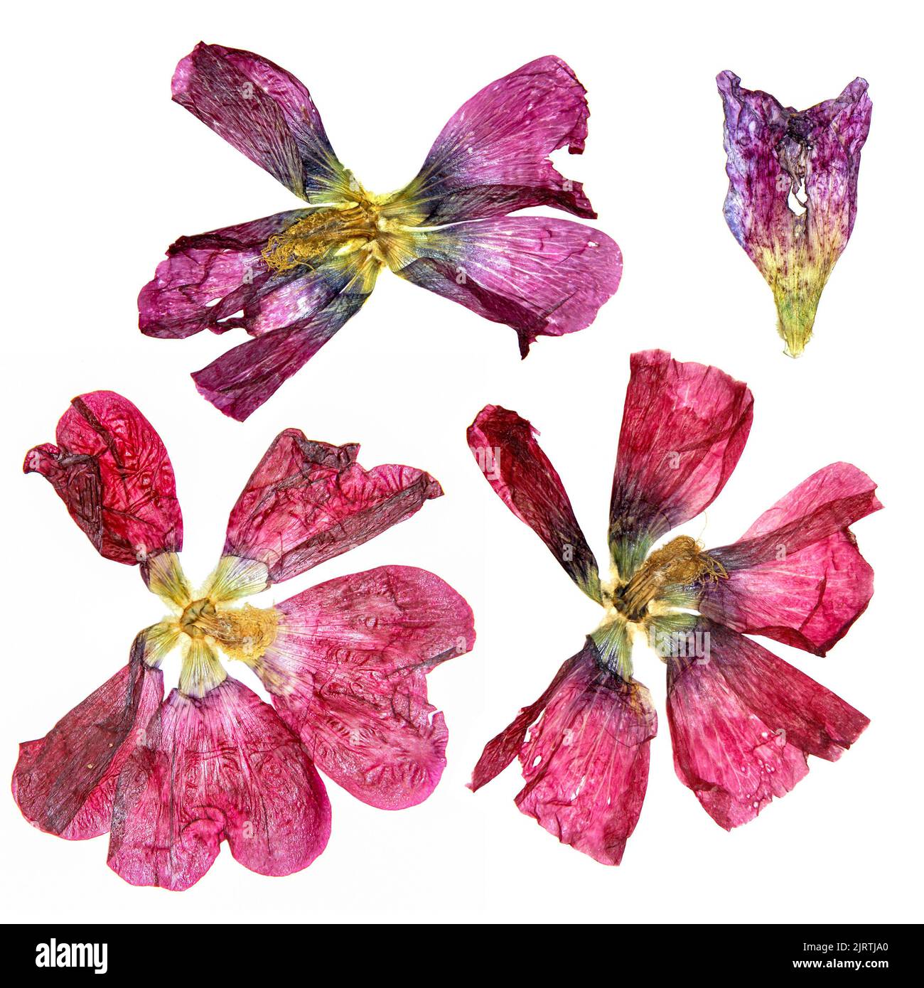 tulip prospettiva, secco delicato rosso, fiori viola e petali isolati su sfondo bianco scrapbook pressato Foto Stock