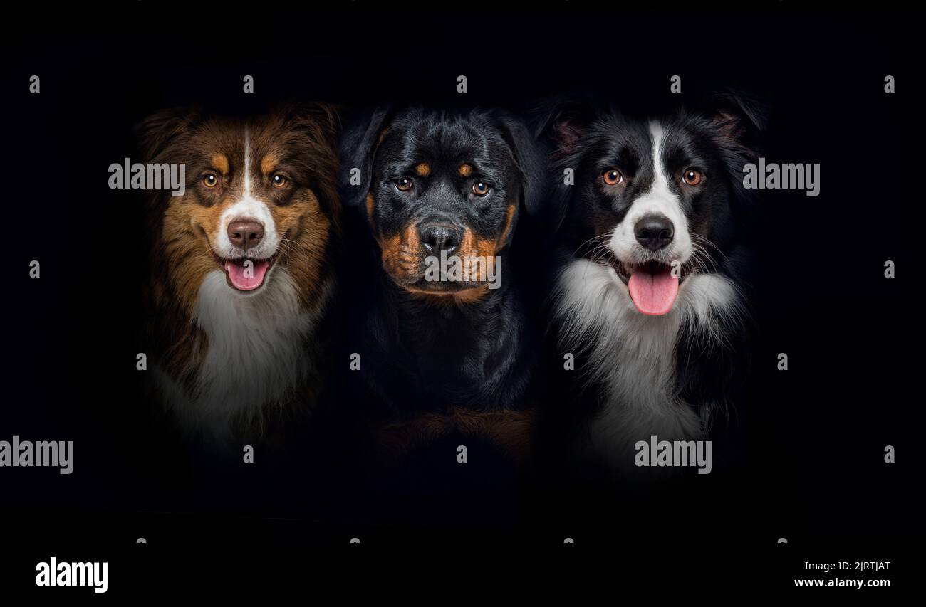 gruppo di cani, collie di bordo e rottweiler, ansimando insieme su uno sfondo nero Foto Stock